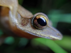 Polypedates occidentalis