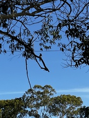 Cracticus nigrogularis