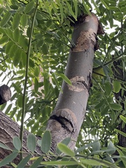Tipuana tipu