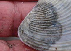 Jellyella tuberculata