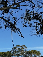 Cracticus nigrogularis