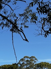 Cracticus nigrogularis