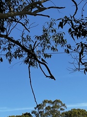 Cracticus nigrogularis