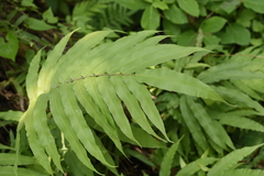 Menisciopsis penangiana