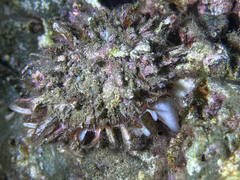 Spondylus gaederopus