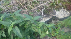 Scrophularia scorodonia