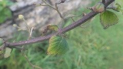 Scrophularia scorodonia