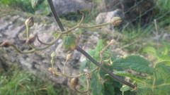 Scrophularia scorodonia
