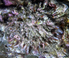 Spondylus gaederopus