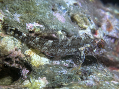 Tripterygion delaisi