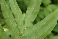 Menisciopsis penangiana