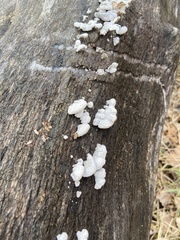 Schizophyllum commune