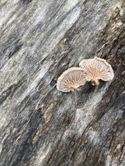 Schizophyllum commune