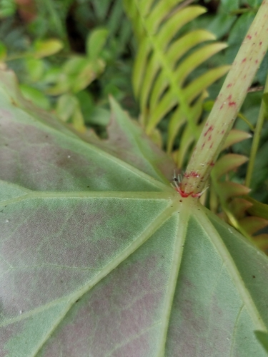 Image of Begonia heracleifolia by (c) Alan Rockefeller, some rights reserved (CC BY)