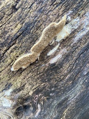 Polyporales