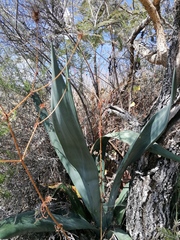 Agave macroacantha