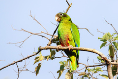 Amazona ventralis