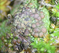Acarospora oligospora