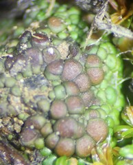 Acarospora oligospora