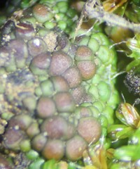 Acarospora oligospora