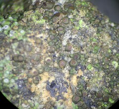 Acarospora oligospora