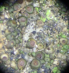 Acarospora oligospora