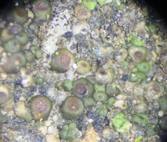 Acarospora oligospora