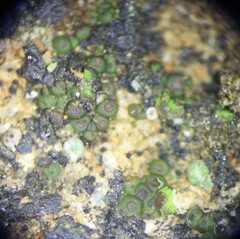 Acarospora oligospora