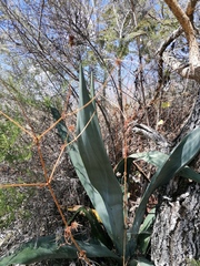 Agave macroacantha