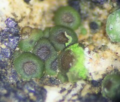 Acarospora oligospora