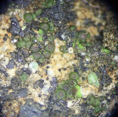 Acarospora oligospora