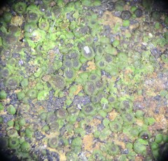 Acarospora oligospora