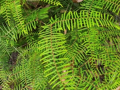 Gleichenia microphylla
