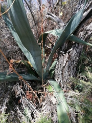 Agave macroacantha
