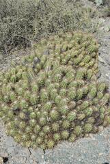Trichocereus candicans