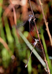 Lestes vidua