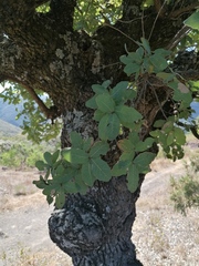 Quercus obtusata