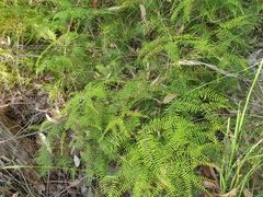 Gleichenia microphylla