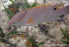 Lachnolaimus maximus