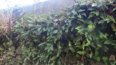 Asplenium ceterach ceterach