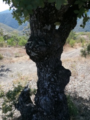 Quercus obtusata