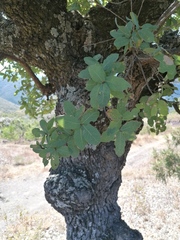 Quercus obtusata