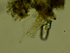 Stichotricha