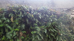 Asplenium ceterach ceterach