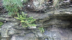 Asplenium marinum