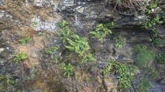 Asplenium marinum