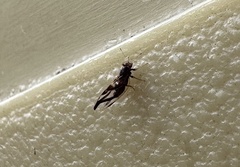 Phylloplecta tripunctata