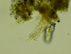 Stichotricha