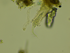 Stichotricha
