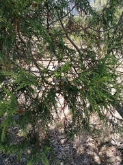 Juniperus flaccida